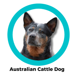 สุนัขออสเตรเลี่ยน แคทเทลด็อก Australian Cattle Dog