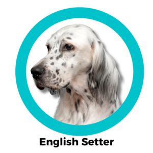 English Setter อิงลิชเซ็ทเตอร์