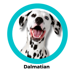  dalmatian ดัลเมเชียน