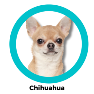 สุนัขชิวาวา Chihuahua