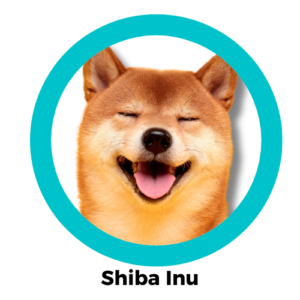 สุนัขชิบะอินุ Shiba Inu