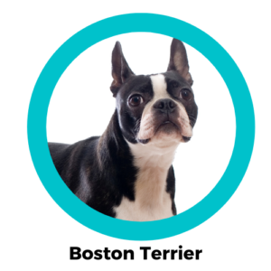 สุนัขบอสตัน เทอร์เรีย Boston Terrier