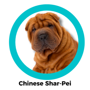 ชาเป่ย Chinese Shar-Pei