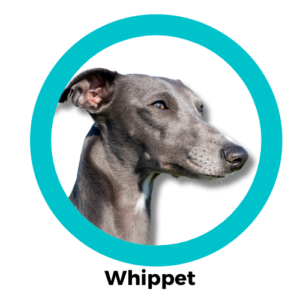 Whippet วิปเพ็ท