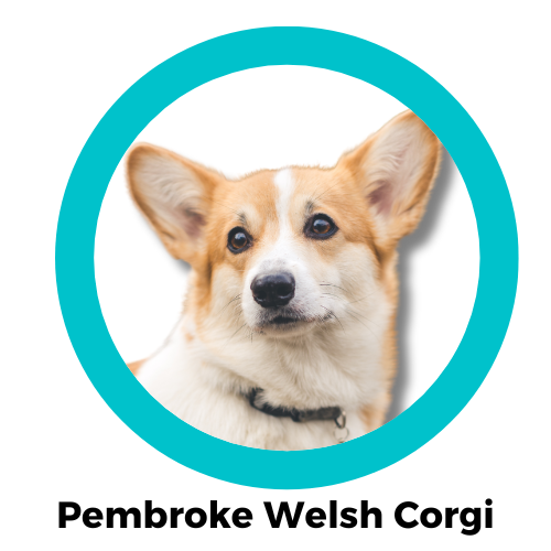 สุนัขคอร์กี้ Pembroke Welsh Corgi