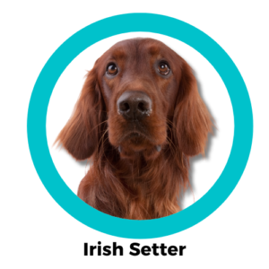 Irish Setter ไอริช เซ็ตเตอร์