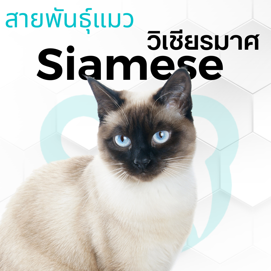 แมววิเชียรมาศ Thai Siamese Cat 1134