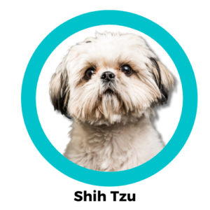 สุนัขชิสุ Shih Tzu