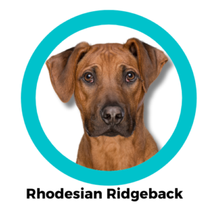 Rhodesian โรดีเชียน ริดจ์แบ็ก