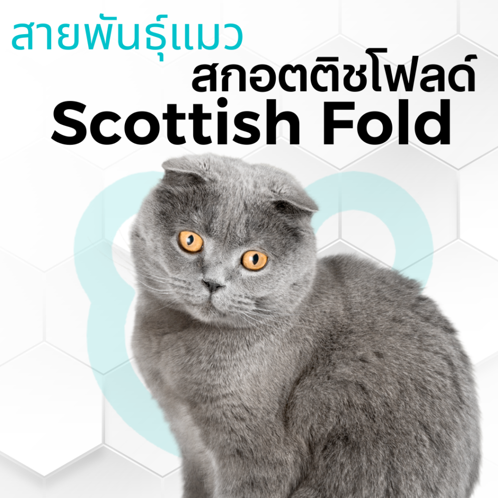 แมวสกอตติชโฟล Scottish Fold