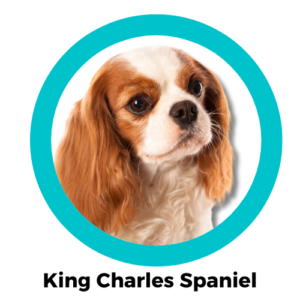 สุนัขคาวาเลียร์ คิงชาลส์ สแปเนียล Cavalier King Charles Spaniel