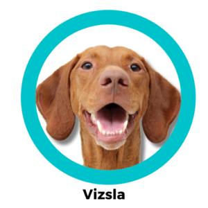 Vizsla วิซสลา