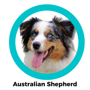 สุนัขออสเตรเลียนเชพเพิร์ด Australian Shepherd