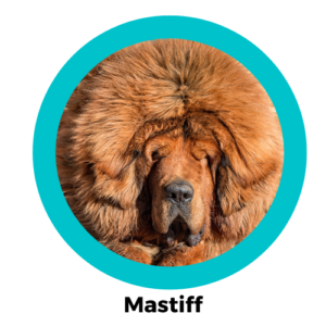 ทิเบตัน มาสตีฟ Tibetan Mastiff