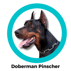 สุนัขโดเบอร์แมน Doberman Pinscher