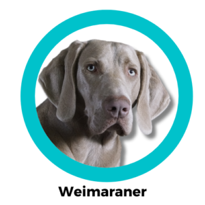 Weimaraner ไวมาราเนอร์