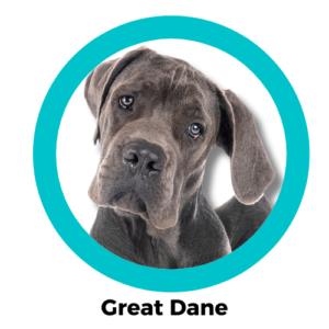 สุนัขเกรทเดน Great Dane