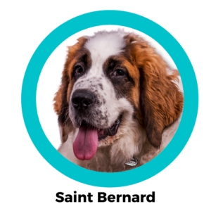 Saint Bernard เซนต์เบอร์นาร์ด