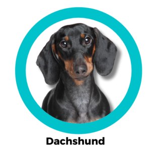 สุนัขดัชชุน Dachshund