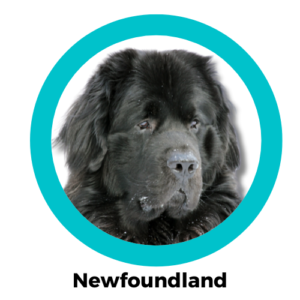 Newfoundland นิวเฟาด์แลนด์