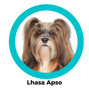 Lhasa Apso ลาซา แอปโซ