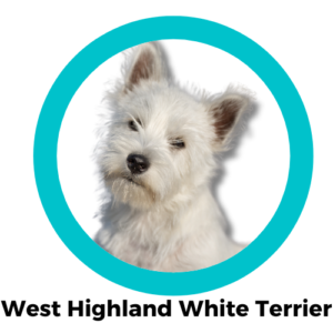 West Highland White Terrier ไฮแลนด์ไวท์เทอร์เรีย