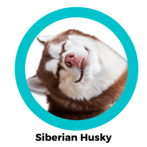 สุนัขไซบีเรียนฮัสกี้ Siberian Husky