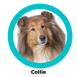 Collie คอลลี่