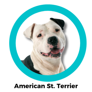 American Staffordshire Terrier