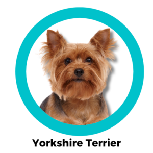 สุนัขยอร์กเชียร์ เทอร์เรียร์ Yorkshire Terrier