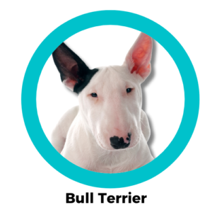 Bull Terrier บูลเทอร์เรีย