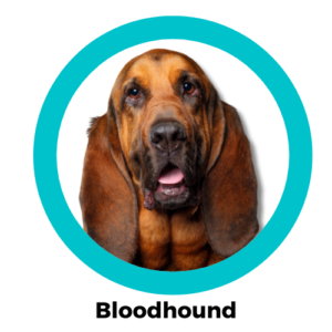 Bloodhound บลัดฮาวด์