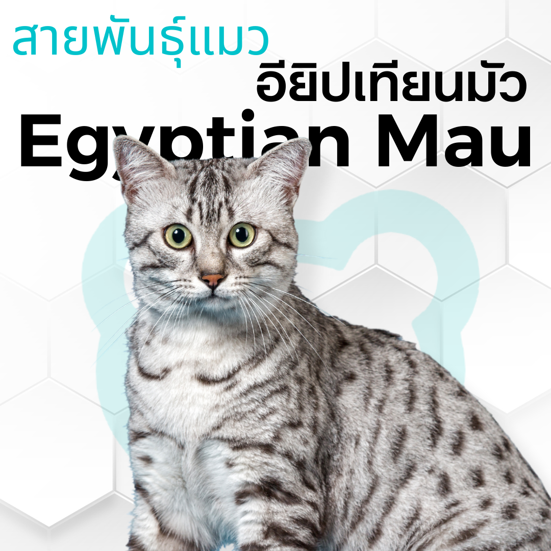 แมวอียิปเทียน มัว Egyptian Mau - kawaiibear.com