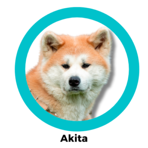 สุนัขอากิตะ Akita