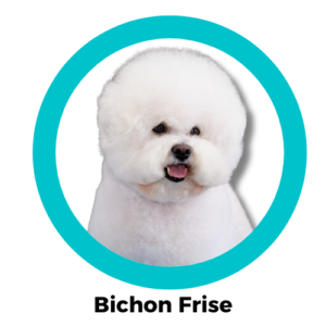 Bichon Frise บิชอง ฟริเซ่