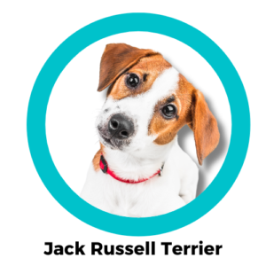 แจ็ครัซเซล เทอร์เรีย Jack Russell Terrier