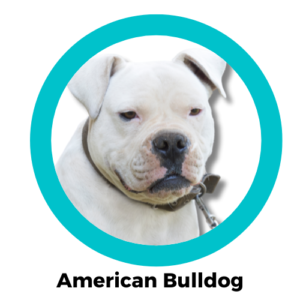 American Bulldog