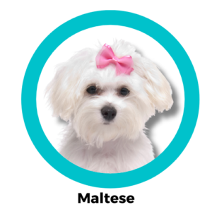 สุนัขมอลทีส Maltese