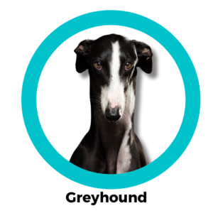 Greyhound เกรย์ฮาวด์