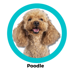 Poodle พุดเดิ้ล