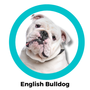 อิงลิช บูลด็อก English Bulldog