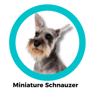 มิเนเจอร์ ชเนาเซอร์ Miniature Schnauzer