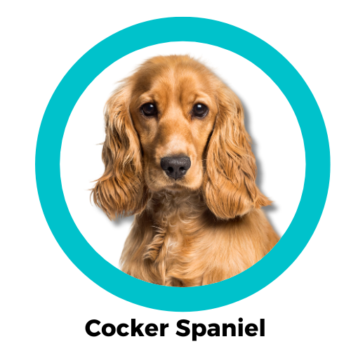 สุนัขค็อกเกอร์ สแปเนียล Cocker Spaniel