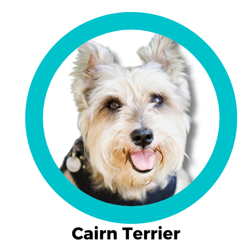 สุนัขเครนเทอร์เรีย Cairn Terrier