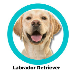 Labrador Retriever ลาบราดอร์ รีทรีฟเวอร์