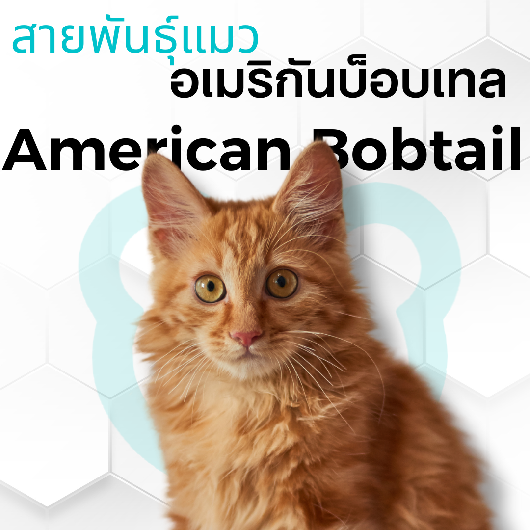 แมวอเมริกันบ็อบเทล American Bobtail - kawaiibear.com