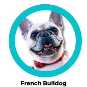 สุนัขเฟรนช์ บูลด็อก French Bulldog