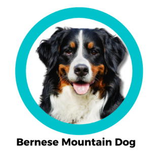 เบอร์นีส เมาน์เทนด็อก Bernese Mountain Dog