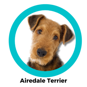 Airedale Terrier