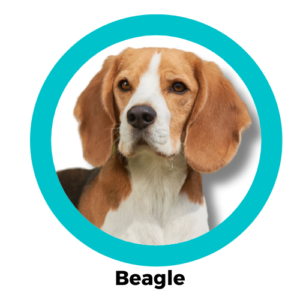 Beagle บีเกิล